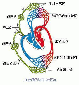 北京协和医院专家为你解读淋巴系统的功能!