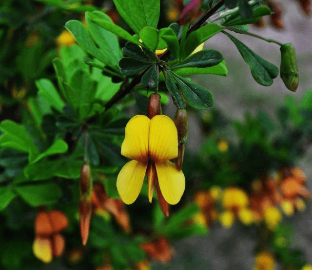 这种草药叫"阳雀根", 蒸鸡蛋可健脾养肾