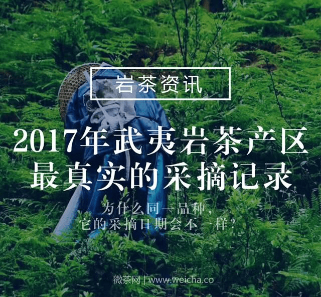 这里有2017年武夷岩茶产区最真实的采摘记录!