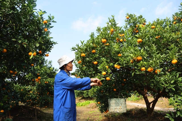 未来黄岩4大柑橘基地在哪里?蜜橘产业振兴规划告诉你