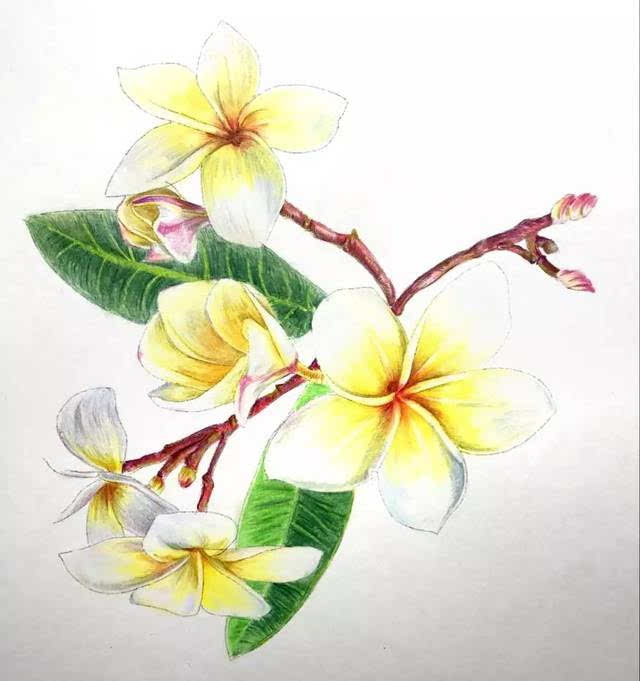 一节课学会彩铅知识与手绘技巧,画出唯美花卉 | 分享会