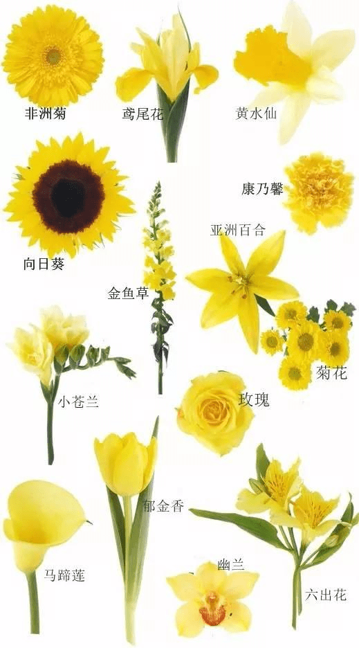 黄色花材