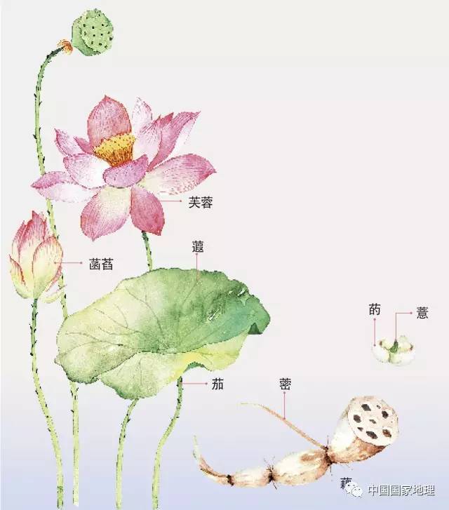 " 莲花=荷花 绘画/罗雨舒 荷花的中文正式名叫做"莲",是多年生水生