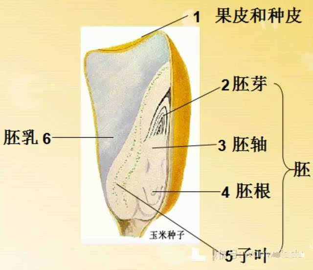 ⑶哈密瓜的香甜味道主要来自植物细胞的⑤结构.