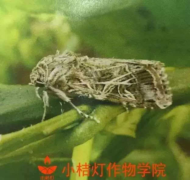 害虫鉴别 斜纹夜蛾幼虫:一种杂食性,寄主广的害虫. 危害规律 1.