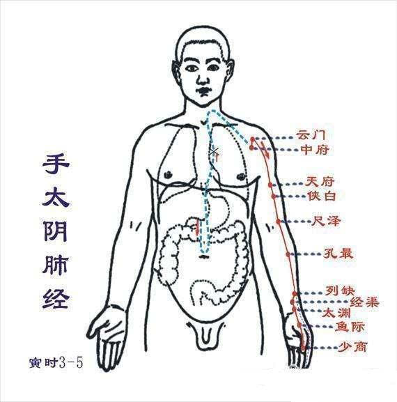 身体上这条经络,经常拍一拍,祛痰养肺身体棒!