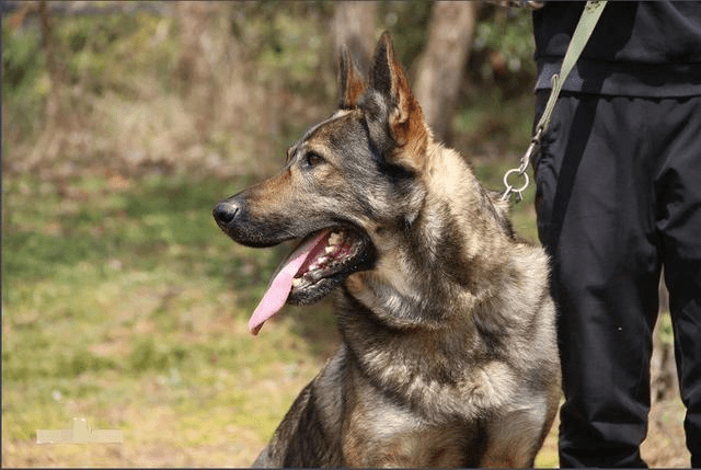 中国警犬介绍:七种广泛用于缉毒反恐等行业!