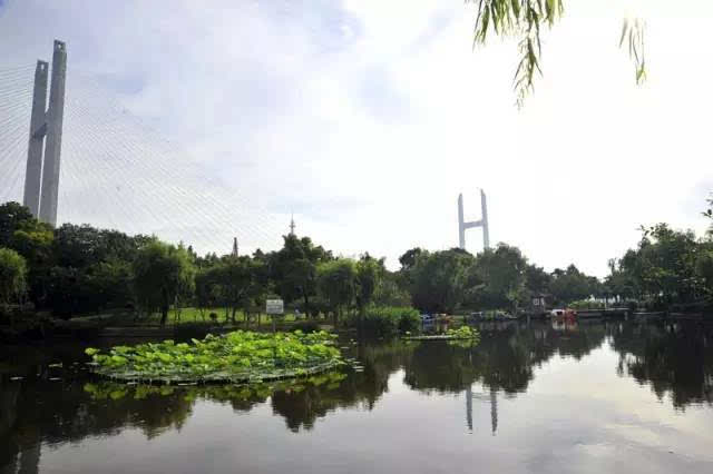 在闵行,有一座到处栽种着春花秋叶的公园,叫吴泾公园.