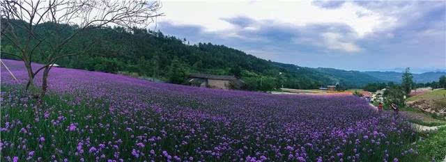 凤凰花果山核心景区以3000亩茶叶,1000亩水稻(千层梯田),1000亩花卉