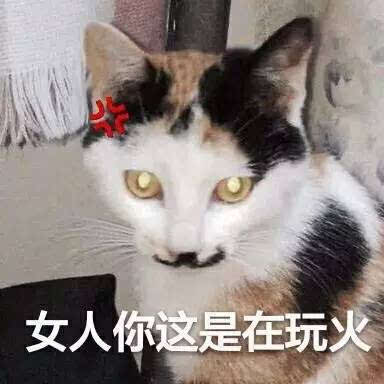 很多人都说猫是傲娇脸 一直都是高冷状态 对此,我只想说 那你是没