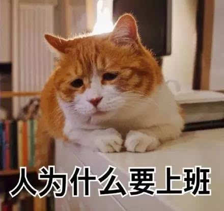 自从养了猫,从此再也不愁没表情包了!-搞笑频道-手机