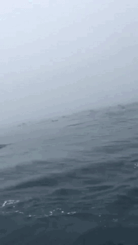 如果有一天你站在船头,满眼是无边际的大海,风浪里你看到了海豚,它们
