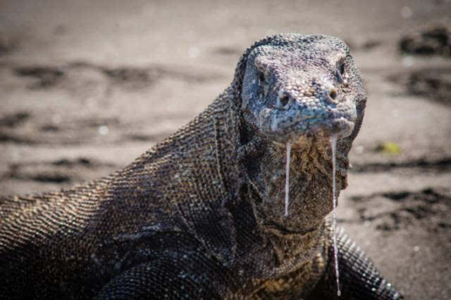 作为科莫多岛食物链顶端的生物,科莫多巨蜥是从来不会担心天敌的威胁