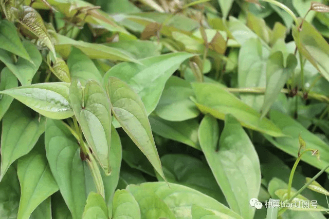 种菜bar地里长有一种食物 长相似脚板 但很好吃