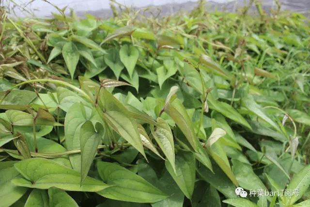 脚板苕块茎外形表现为各种形状的五股八杈形,极不规则,典型形象为银杏