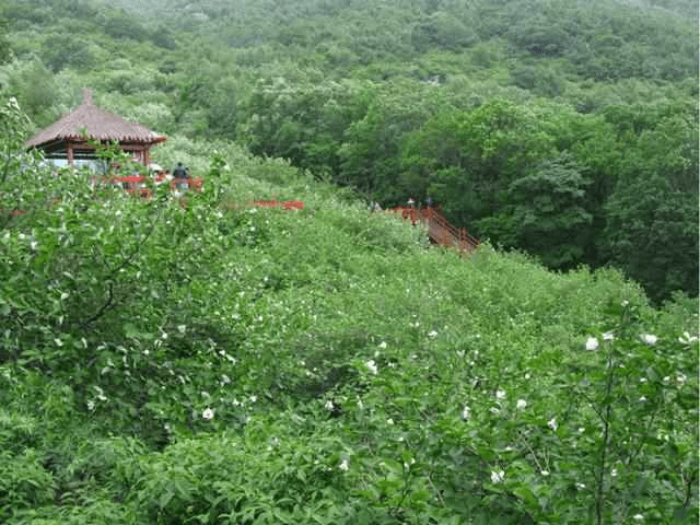 祖山天女木兰花开