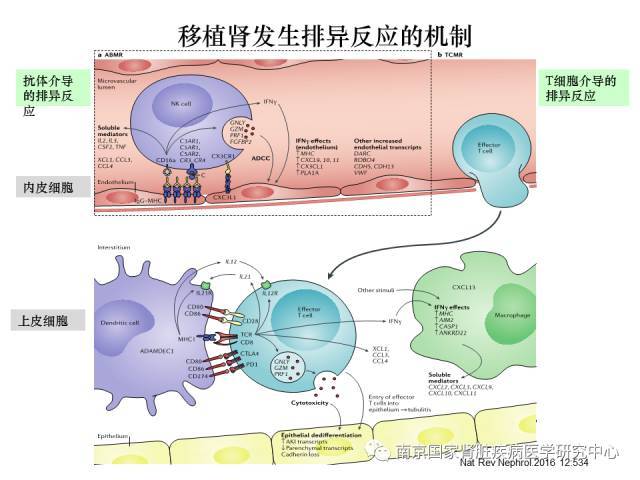 之后刘院士又从一个全新的角度阐释了移植肾排斥反应的机理,并从最