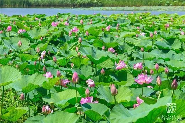 荷花湾生态园