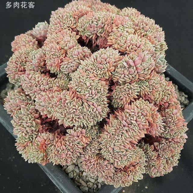 多肉植物缀化系列 这颗多肉缀化之后竟然像脑子了