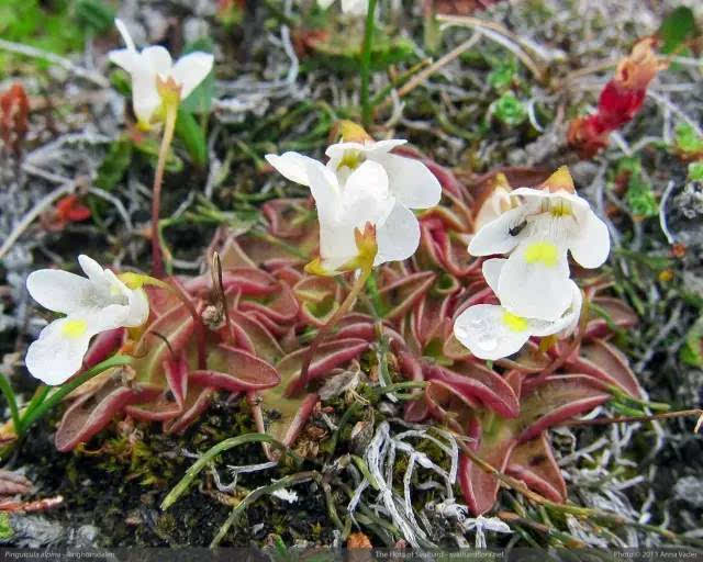 我国原产的高山捕虫堇 pinguicula alpina.图片:svalbardflora.no