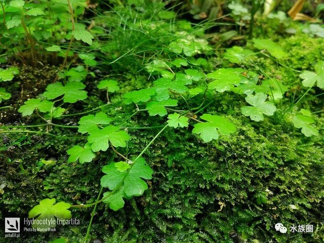 三裂天胡荽 拉丁学名 hydrocotyle tripartita 别名 日本天胡荽 科