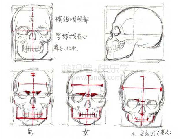 补画梯形,即将头部看成一个椭圆形,然后用与下巴形状比较接近的梯形