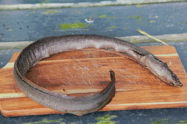 世界厨房 | 小鱼徒手擒拿河中巨怪,新西兰渔民秘授顶级烟熏鳗鱼