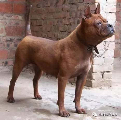 中国本土「最凶猛的猎犬,被誉为"中国比特,已频临灭绝.