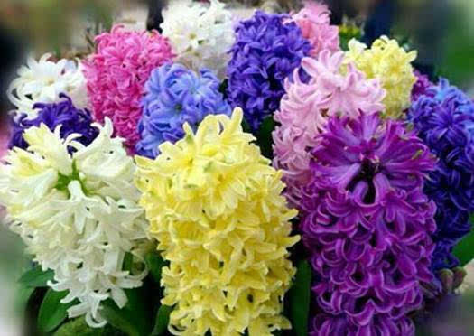 最香的花_世界上最香的花是什么花 悟空问答
