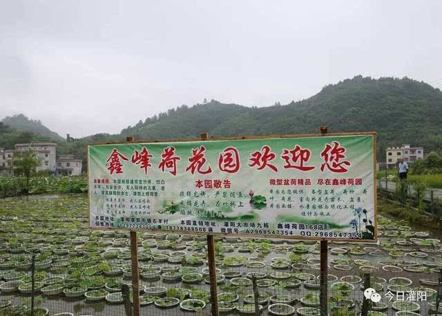 从洞井瑶族乡经黄关镇北行,到新街镇石丰村,可以欣赏到更大面积的荷花