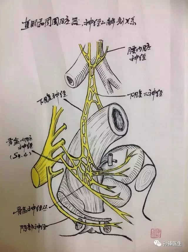 医学图说|直肠外科解剖图谱