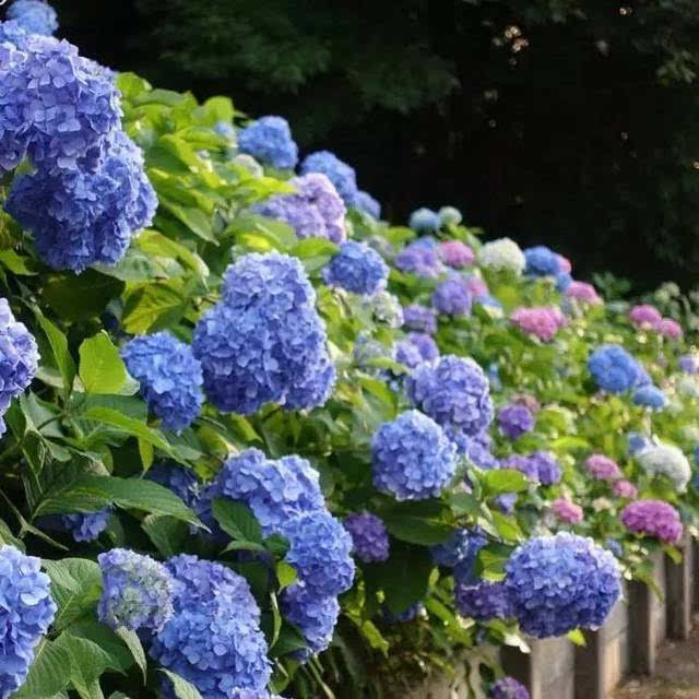 紫阳花の季节,果然花和二次元才最配