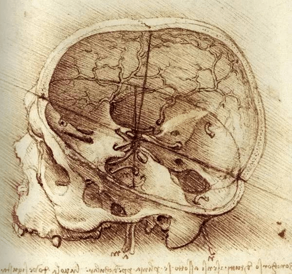 人体头骨研究.