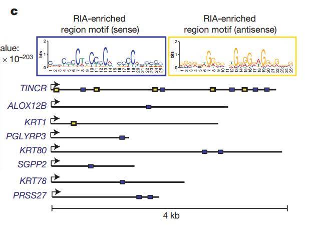 4 mirna-dependent cerna研究(转录组层面.