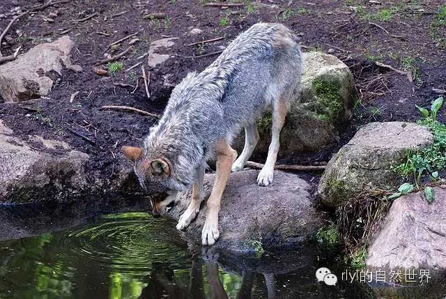 【rlyl物种说】今日-欧亚狼(europese wolf)
