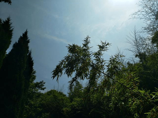 西安"卧龙山庄"风景区现该地区最大面积野生竹林