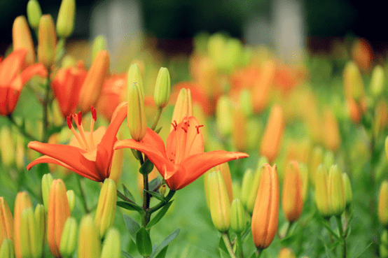 6月20日,继长白岛森林公园的海棠花,和平体育公园的油菜花广获游人