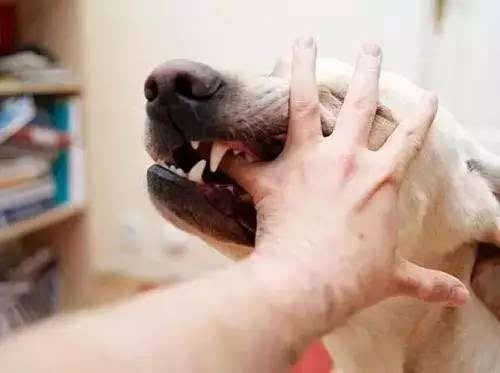 《狗狗咬人有哪些不为人知的秘密?》