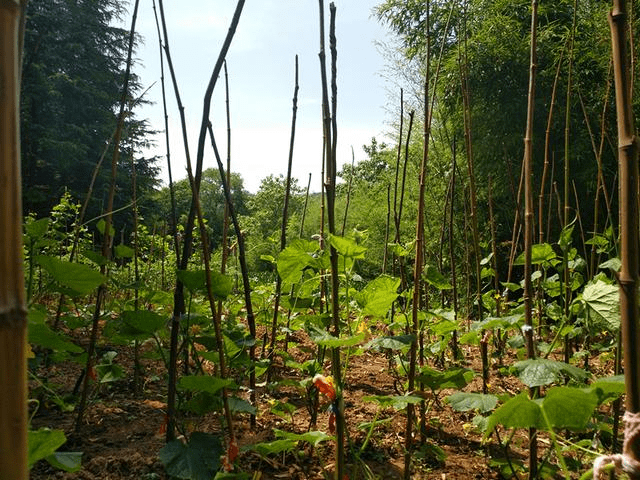 西安"卧龙山庄"风景区现该地区最大面积野生竹林