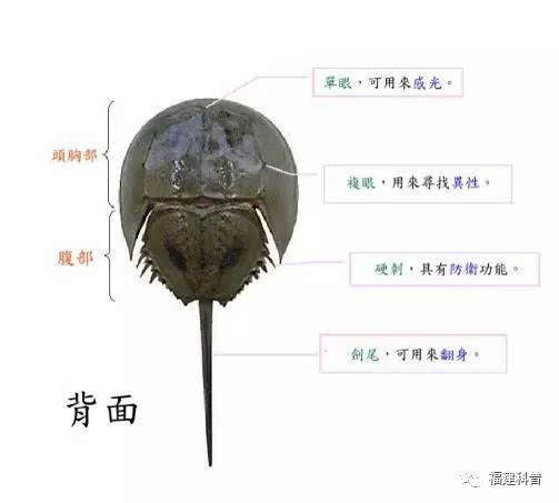 百科丨鲎的血液为什么是蓝色的?