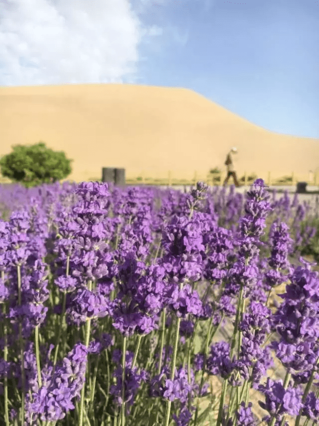 从6月开始,月牙泉边上的紫色花海就出现了.