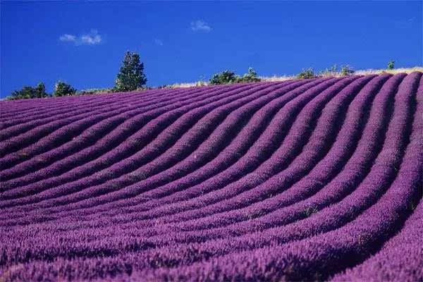 这是法国普罗旺斯的薰衣草花海