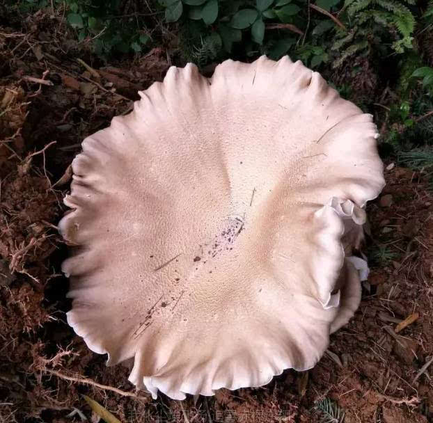 平江惊现巨型野生"蘑菇",竟然比脸盆还大!
