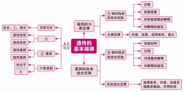 ⑤细胞核⑥模板⑦半保留⑧细胞核⑨核糖体 三,遗传的基本规律