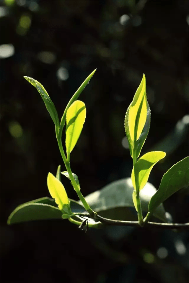 3分钟读懂山头茶:解读景洪勐宋山