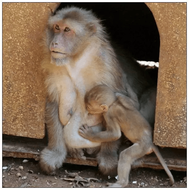 可怜的孤苦无依的小猴子,吮着塑胶奶嘴,依偎着毛绒玩具独自睡着的