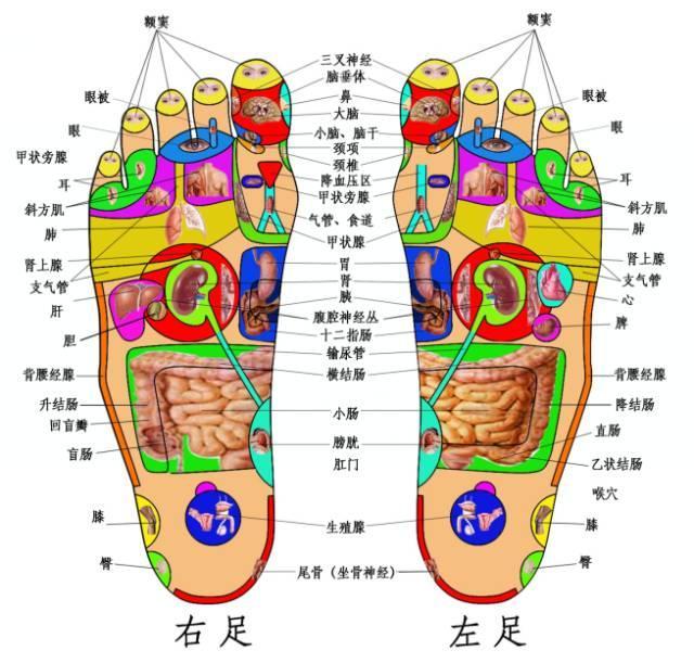 人体各器官和部位在足部都有相应的区域,可以反映相应脏腑器官的信息