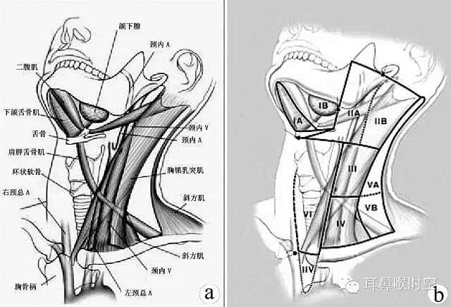 是胸锁乳突肌前缘,前正中线和下颌骨下缘,呈尖向下,底朝上的三角形