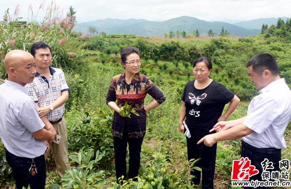 湘西州委副书记,州长龙晓华到保靖县调研(组图)