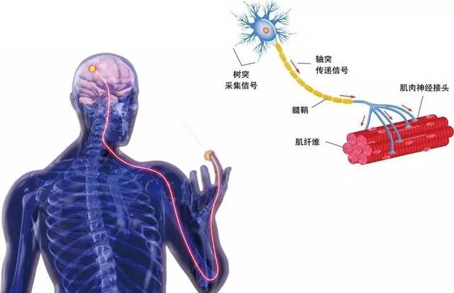 未来医学|一个念头就能让胳膊再长出来